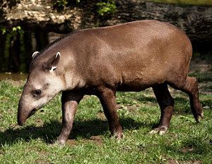 South American tapir Brazilian Tapir Facts for Kids