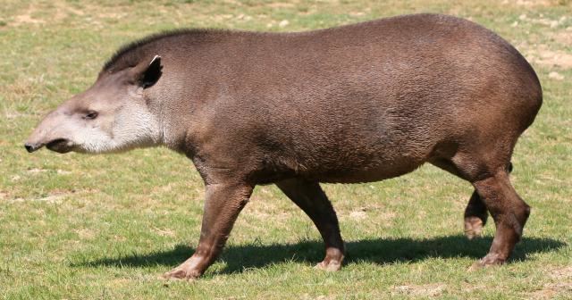 South American tapir Global Species Rain Forest Foodweb for Tapirus terrestris South