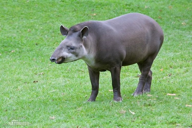 South American tapir wwwnaturephotoczcomfullsizeotherssouthameri