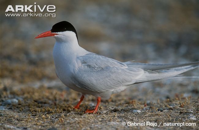 South American tern South American tern videos photos and facts Sterna hirundinacea