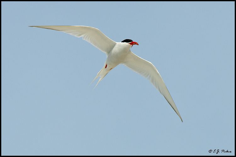 South American tern South American Tern Page