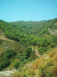 South Apennine mixed montane forests httpsuploadwikimediaorgwikipediacommonsthu