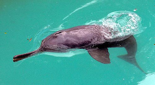 South Asian river dolphin marinebioorguploadPlatanistagangetica3jpg