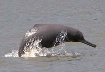 South Asian river dolphin South Asian River Dolphins Platanista gangetica MarineBioorg
