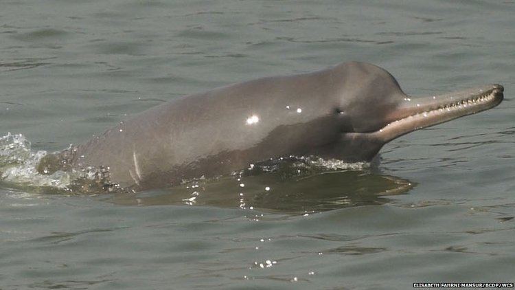 South Asian river dolphin South Asian River Dolphin photos