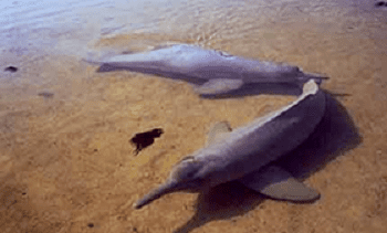 South Asian river dolphin South Asian River Dolphin Our Endangered World