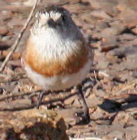 South Australian Ornithological Association