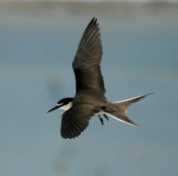 South Barnard Islands Important Bird Area