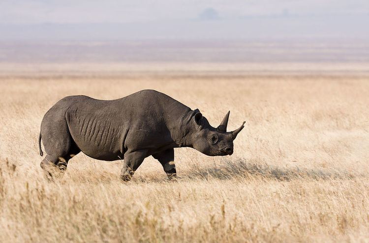 South-central black rhinoceros