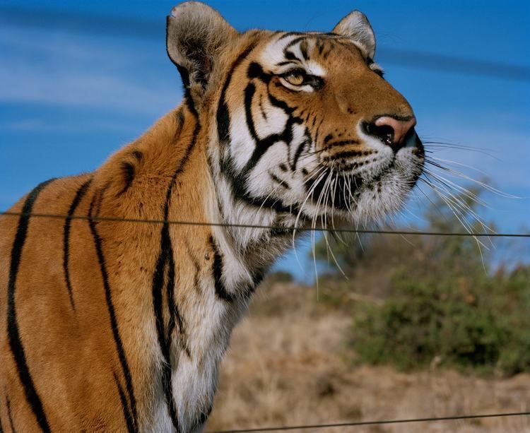 South China tiger The South China Tiger Is Functionally Extinct Stuart Bray Has 19 of
