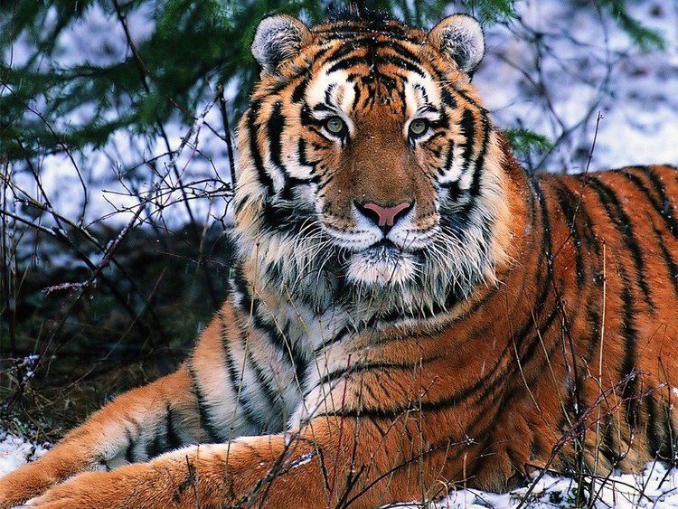South China tiger Endangered Species Profile The South China Tiger hubpages