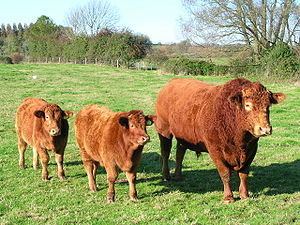 South Devon cattle httpsuploadwikimediaorgwikipediacommonsthu