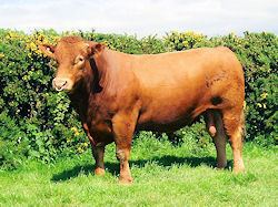 South Devon cattle Pedigree South Devon Cattle The Tregondale Herd of prize winning