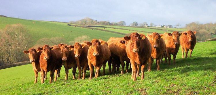 South Devon cattle Pedigree South Devon Cattle The Tregondale Herd of prize winning