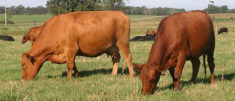 South Devon cattle North American South Devon Association