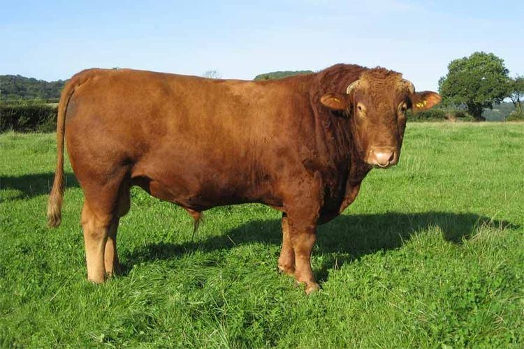 South Devon cattle Best Beef Cattle Pedigree South Devon Cattle Hillson Herd Cows