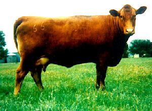 South Devon cattle Breeds of Livestock South Devon Cattle Breeds of Livestock