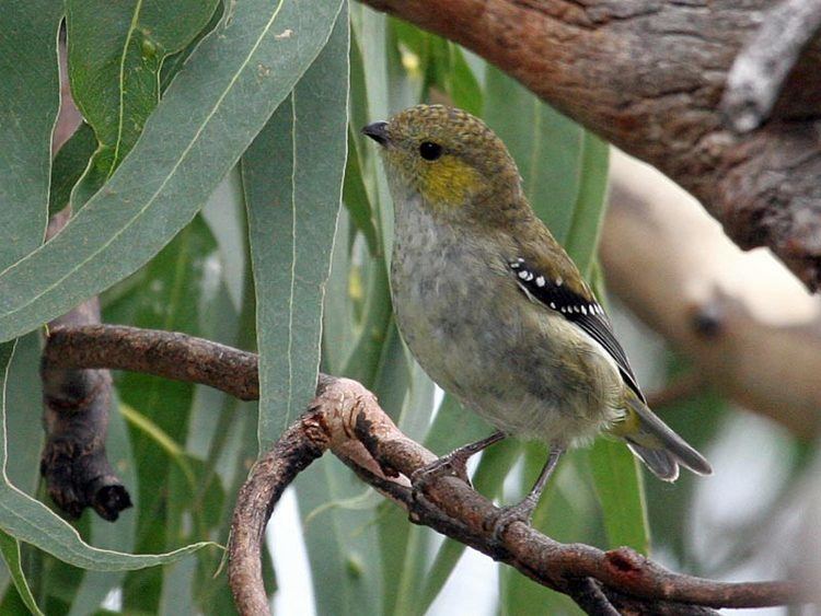South-east Tasmania Important Bird Area