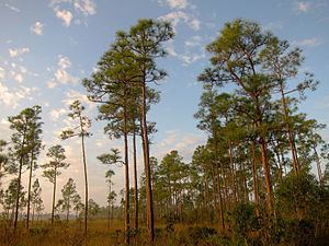 South Florida rocklands httpsuploadwikimediaorgwikipediacommonsthu