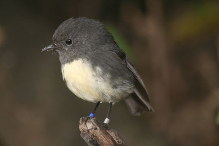 South Island robin The South Island Robin survives much better now Conservation The