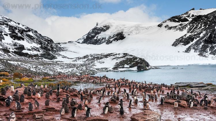 South Orkney Islands Adelie penguin colony at South Orkney Islands Antarctica