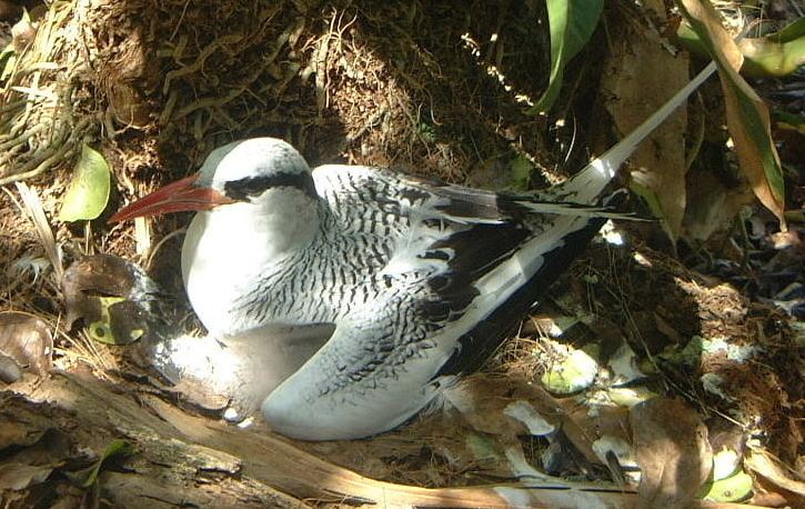 South-west Saint Helena Important Bird Area