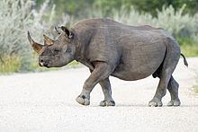 South-western black rhinoceros httpsuploadwikimediaorgwikipediacommonsthu