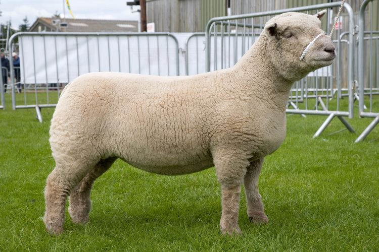 Southdown sheep Southdown Ewe This breed of sheep is mostly used for meat Sheep