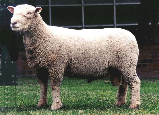 Southdown sheep Heritage Sheep Southdown