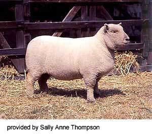 Southdown sheep Breeds of Livestock Southdown Sheep Breeds of Livestock
