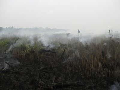 Southeast Asian haze httpsuploadwikimediaorgwikipediacommonsthu