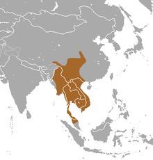 Southeast Asian shrew httpsuploadwikimediaorgwikipediacommonsthu
