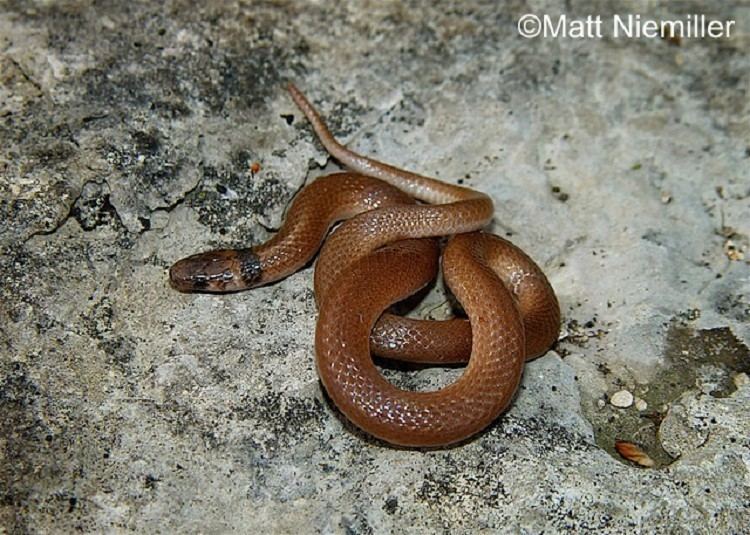 Southeastern crown snake Tennessee Watchable Wildlife Southeastern Crowned Snake