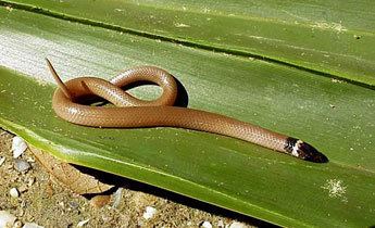 Southeastern crown snake srelherpugaedusnakespicstancor210jpg