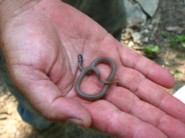 Southeastern crown snake Southeastern Crowned Snake The World of Animals