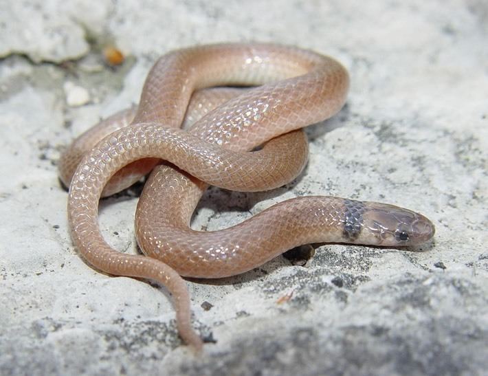 Southeastern crown snake Southeastern Crowned Snake Amphibians and Reptiles of Louisiana