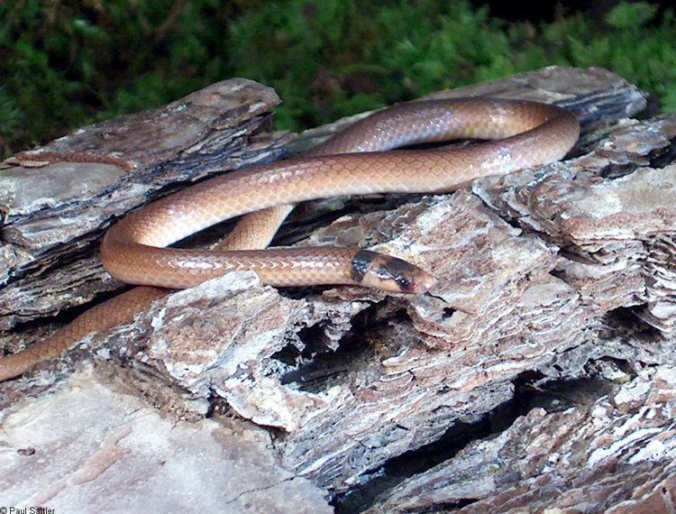 Southeastern crown snake Southeastern Crowned Snake