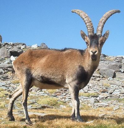 Southeastern Spanish ibex