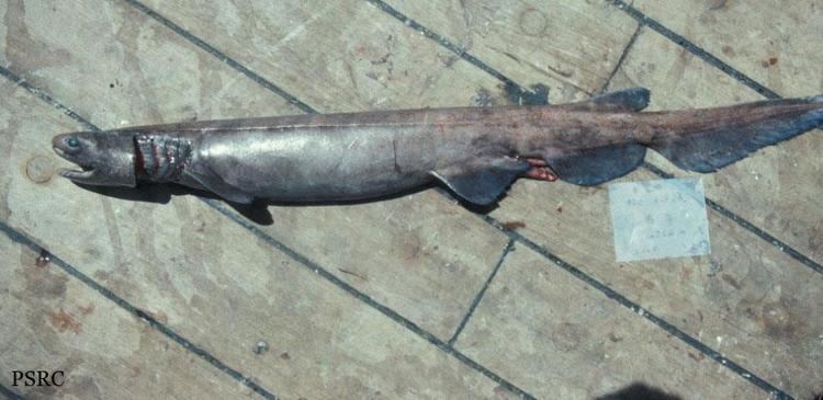 Southern African frilled shark sharkreferencescomimagesspeciesSouthern20Afr