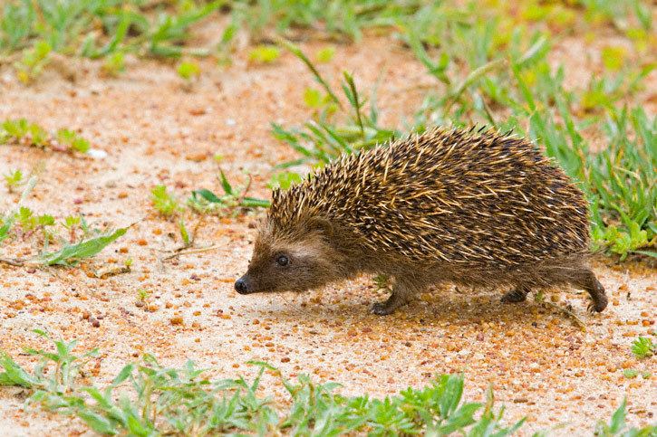 Southern African hedgehog South African Hedgehog Atelerix frontalis