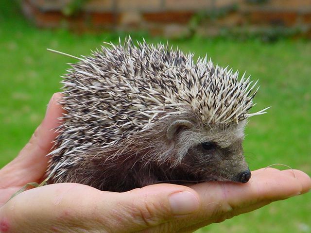 Southern African hedgehog Southern African hedgehogs life in a prickly skin Africa Geographic