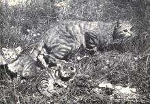 Southern African wildcat httpsuploadwikimediaorgwikipediacommonsthu