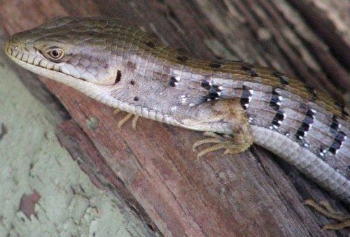 Southern alligator lizard Southern Alligator Lizard Elgaria multicarinata