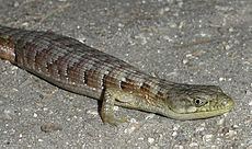 Southern alligator lizard httpsuploadwikimediaorgwikipediacommonsthu