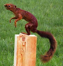 Southern Amazon red squirrel httpsuploadwikimediaorgwikipediacommonsthu