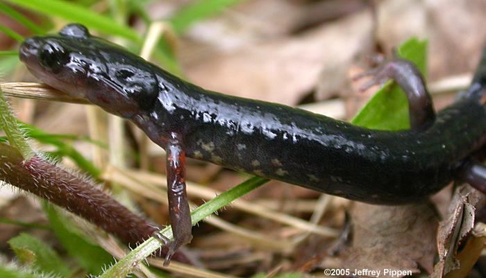 Southern Appalachian salamander Appalachian Slimy Salamander Plethodon teyahalee