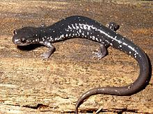 Southern Appalachian salamander httpsuploadwikimediaorgwikipediacommonsthu