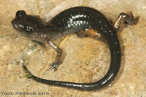 Southern Appalachian salamander Southern Appalachian Salamander Plethodon teyahalee iNaturalistorg