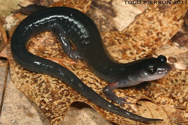 Southern Appalachian salamander Plethodon teyahalee Flickr