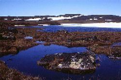 Southern Arctic Ecozone (CEC) Ecology